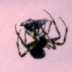 Spinne mit Beute